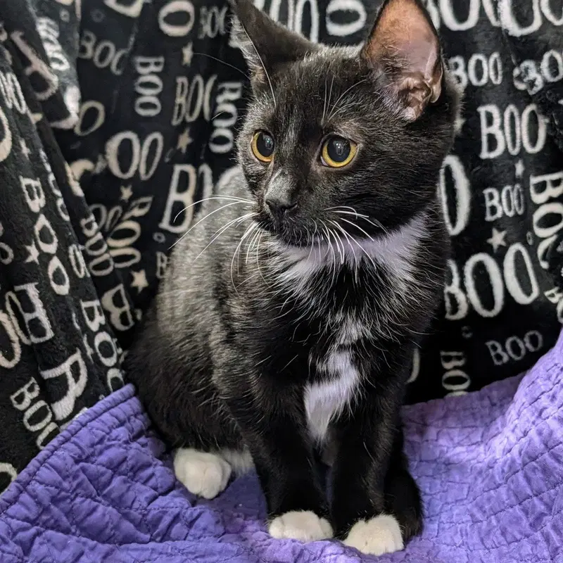 Milo, photo 7