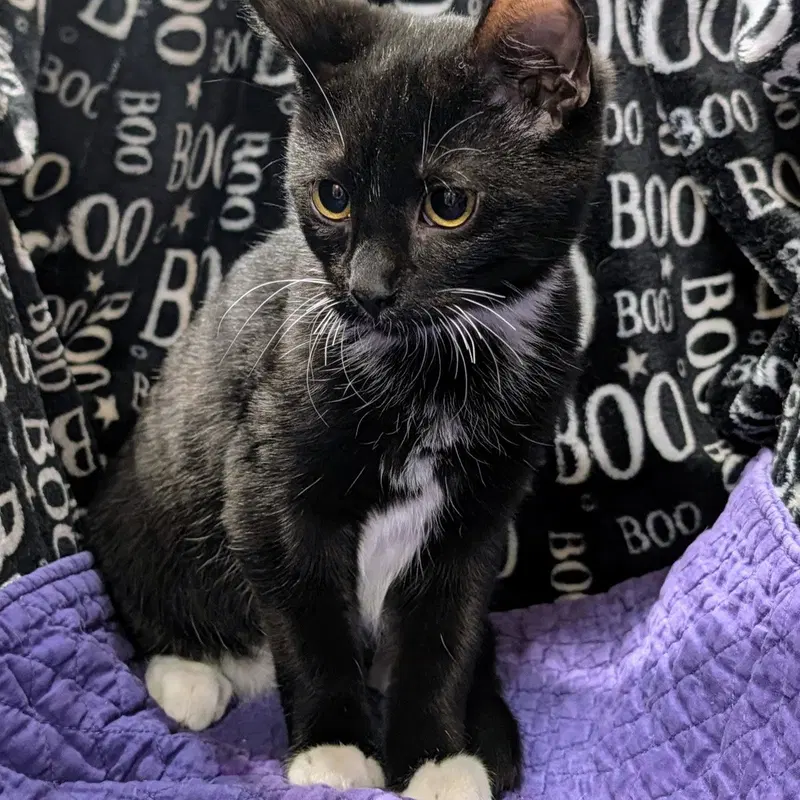Milo, photo 8