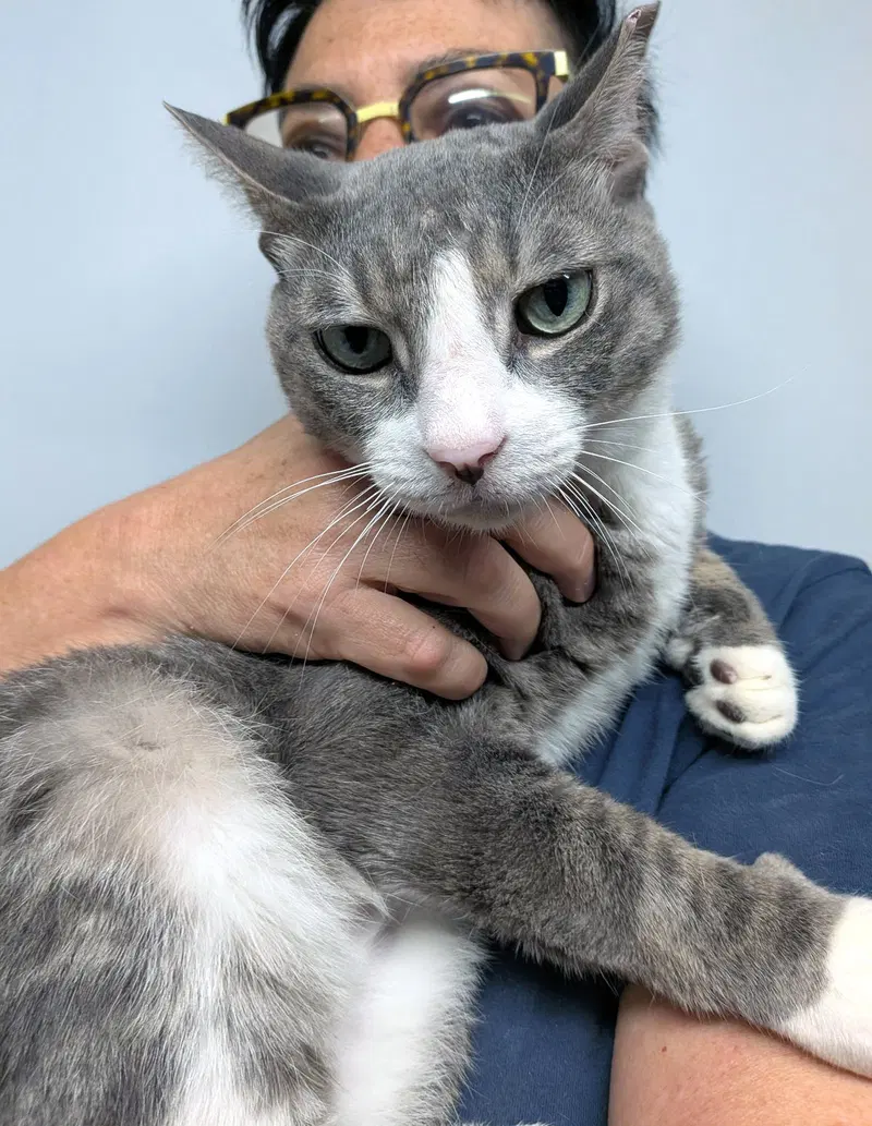 Protegé, a young male cat up for adoption