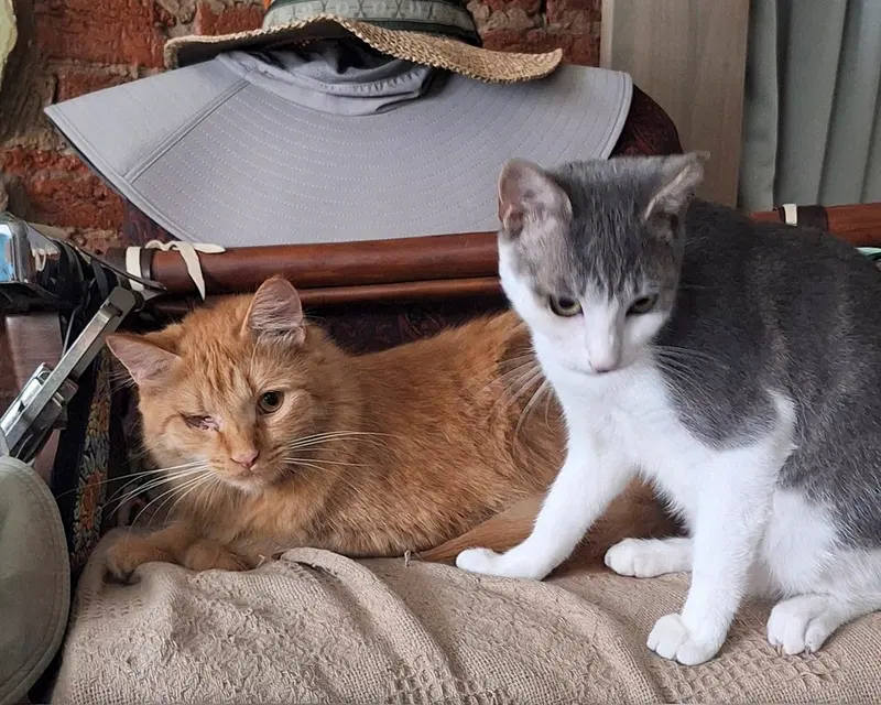 zz, a young male cat up for adoption
