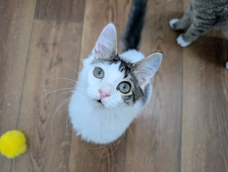 Fizz, a young male cat up for adoption