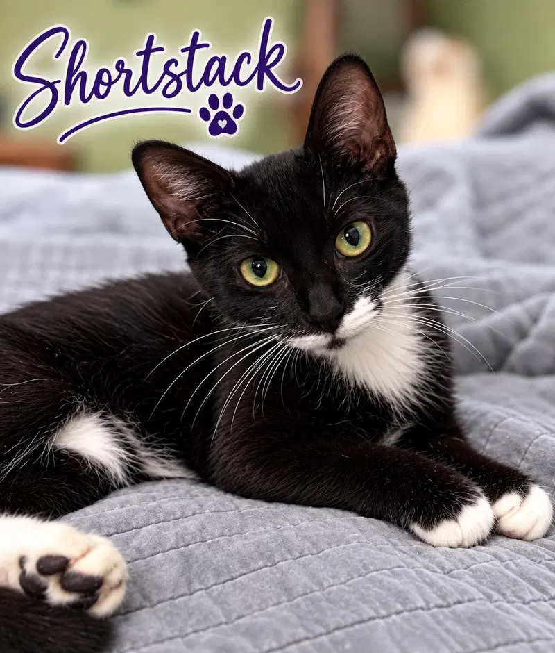 Short Stack, Willow Grove, an adult female cat up for adoption