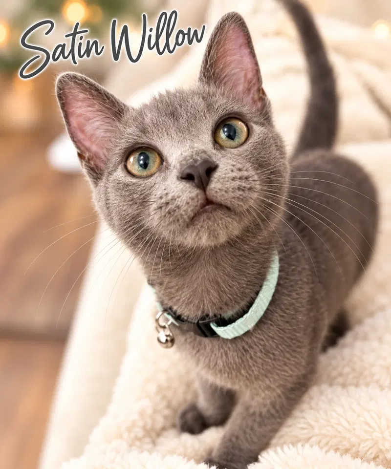 Satin Willow Grove PA Area FCID/28/2026-3, a female kitten up for adoption