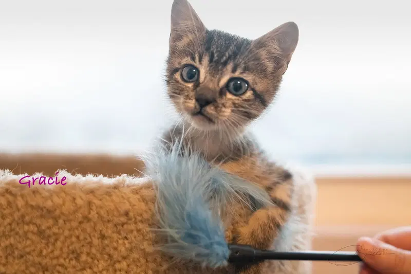 Gracie, a female Tabby kitten up for adoption