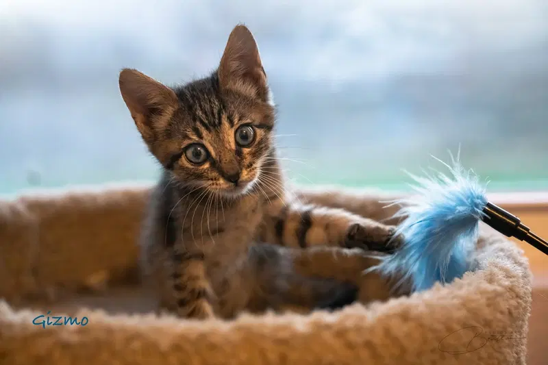 Gizmo, a male Tabby kitten up for adoption