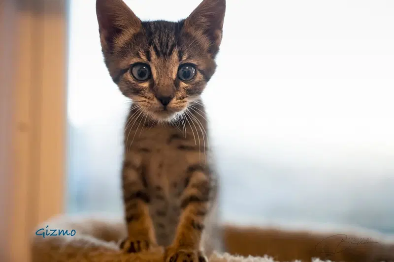 Gizmo, photo 2