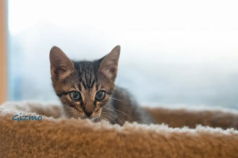 Gizmo, photo 5