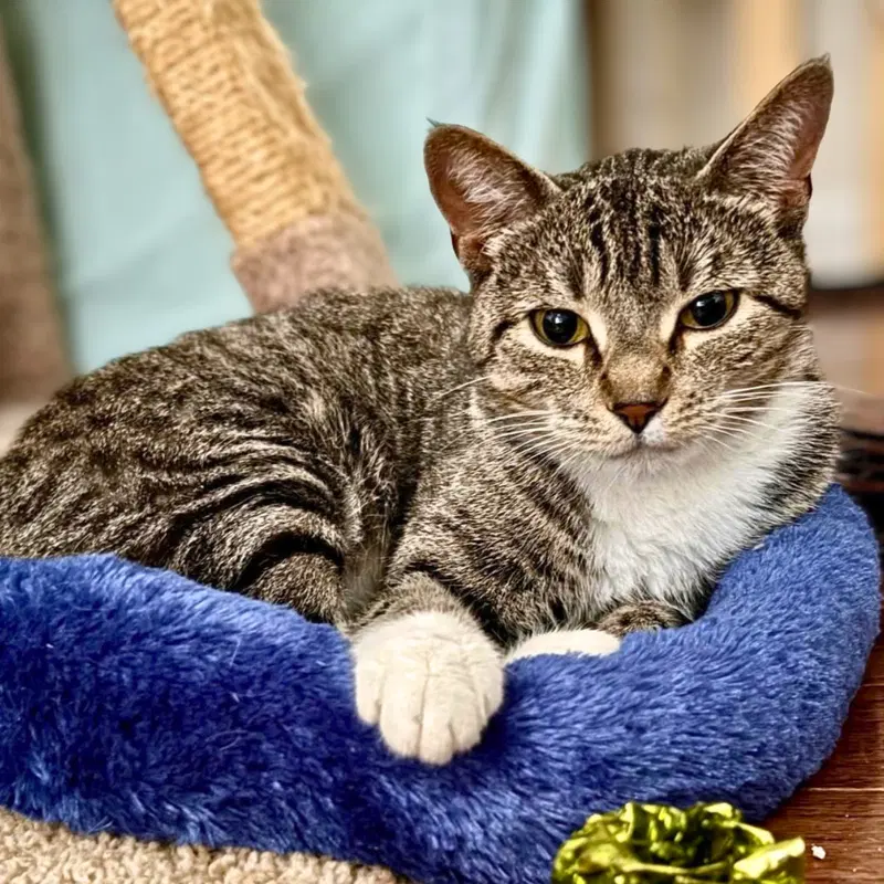 Squeaky, an adult female cat up for adoption