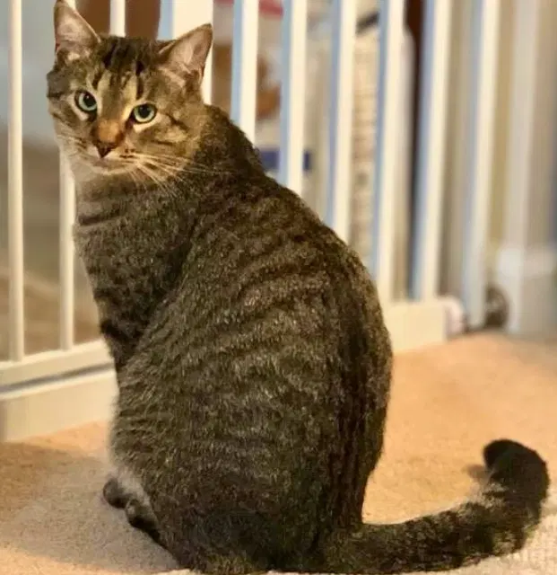 Simba, a young male cat up for adoption