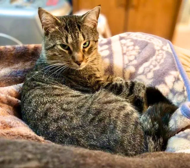 Simba, photo 2