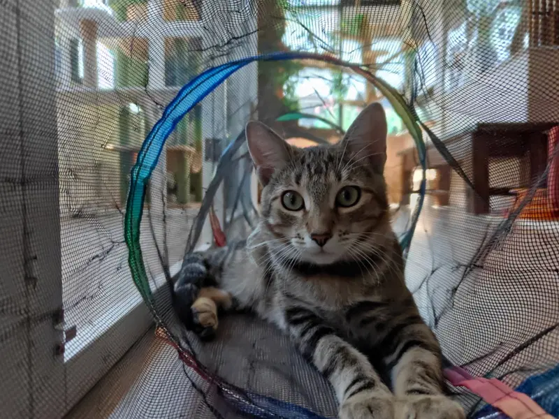 Ron, a young male Tabby cat up for adoption