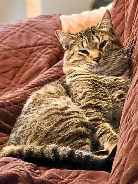 Simba, photo 5