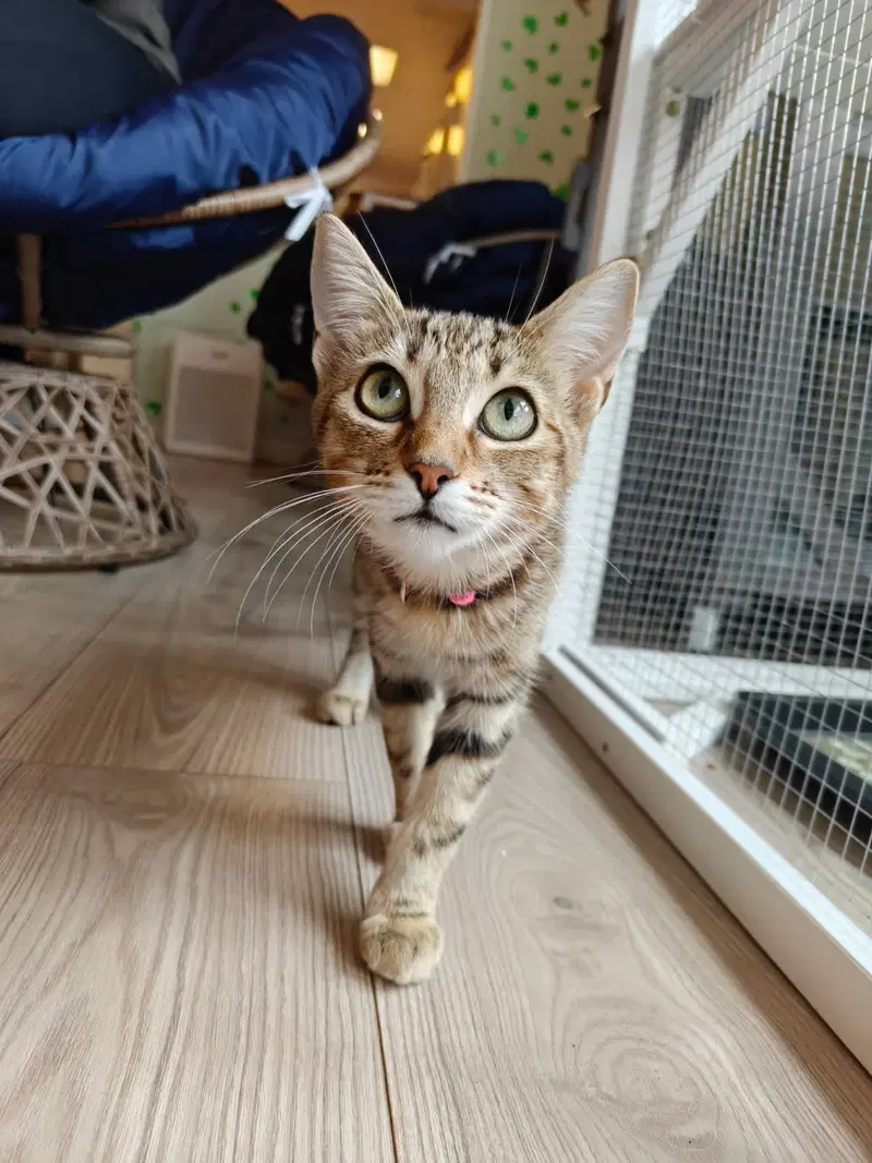 Ruby, a young female Tabby cat up for adoption