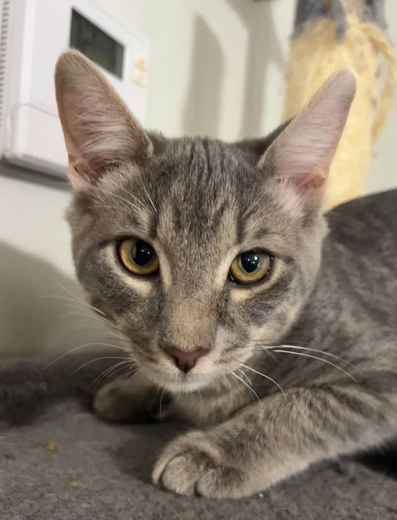 Duct Tape, a male American Shorthair cat up for adoption