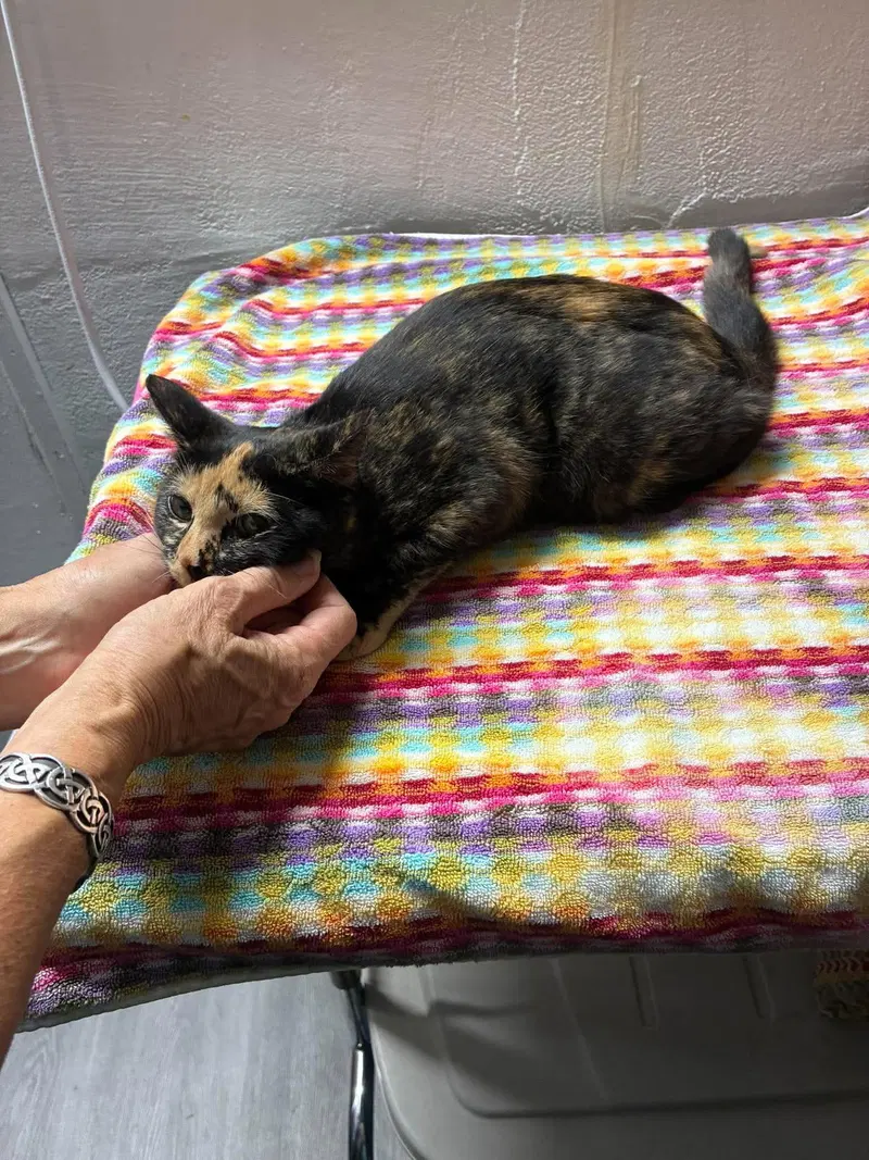 Poppy, a female kitten up for adoption