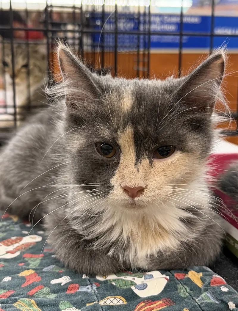 Bonita, a young female cat up for adoption