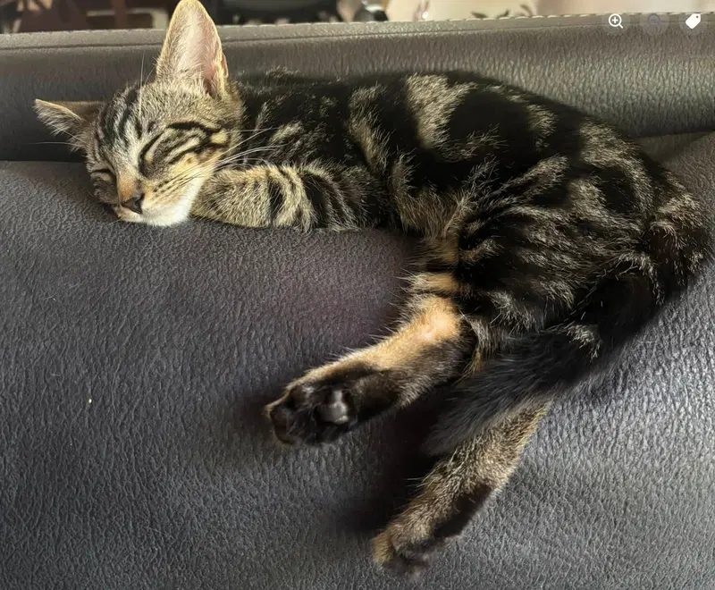 Bowen, a male kitten up for adoption
