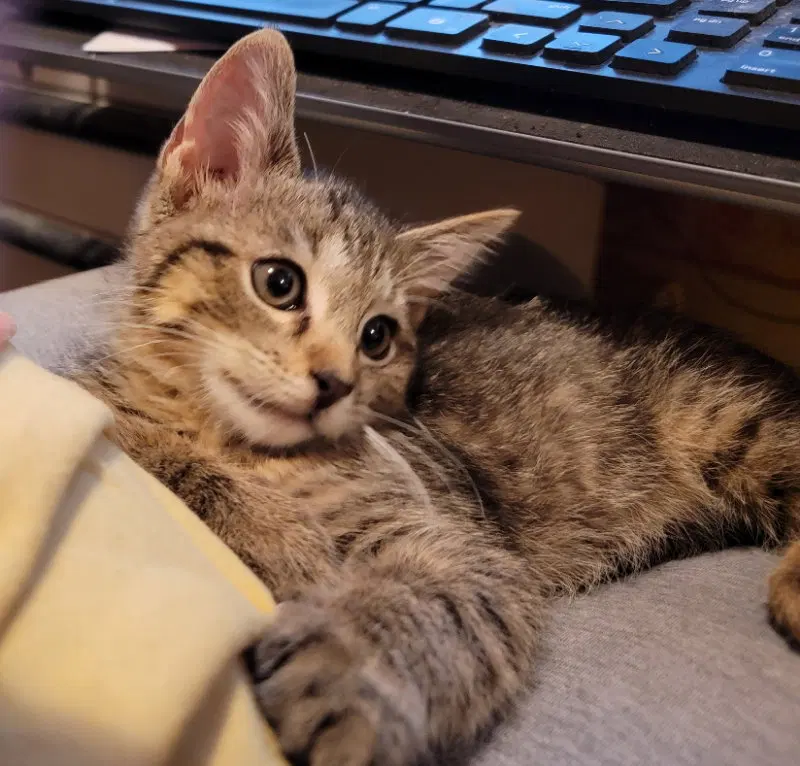 Cookie, photo 2