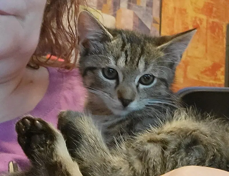 Cookie, a female Abyssinian cat up for adoption