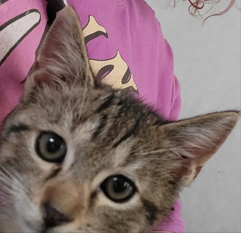 Cookie, photo 7