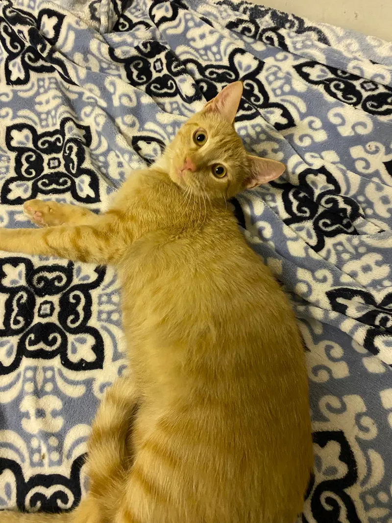 Jack, a male kitten up for adoption