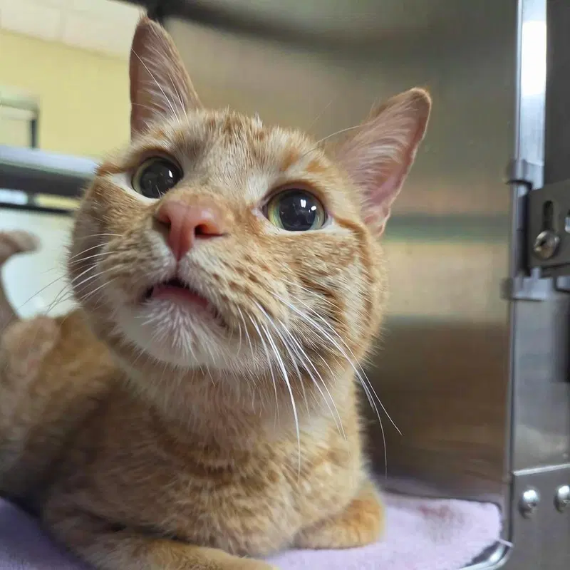 Sweet Tea, a senior male cat up for adoption