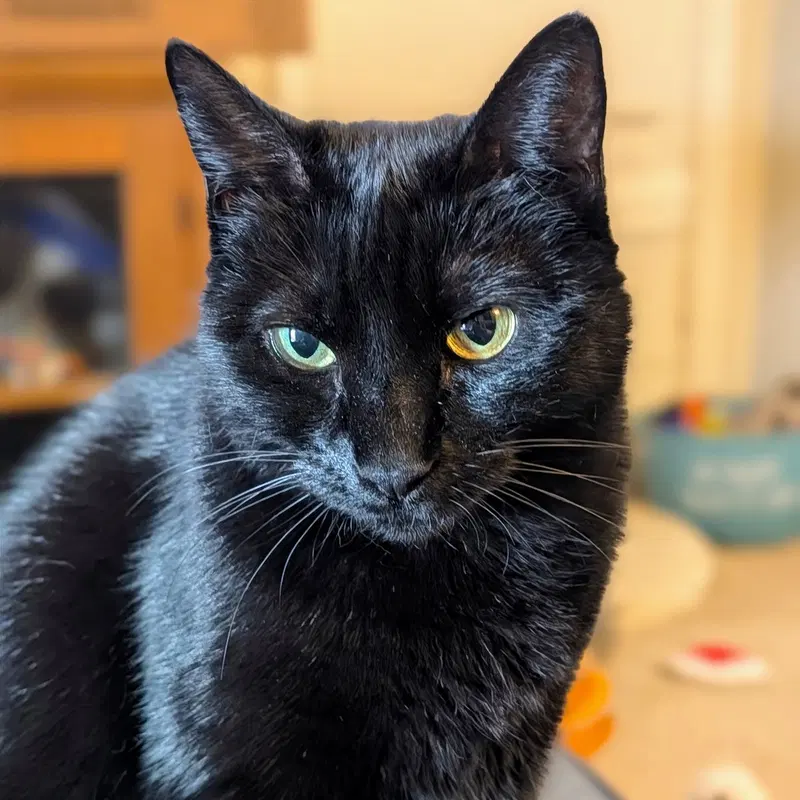 Ebony, photo 2