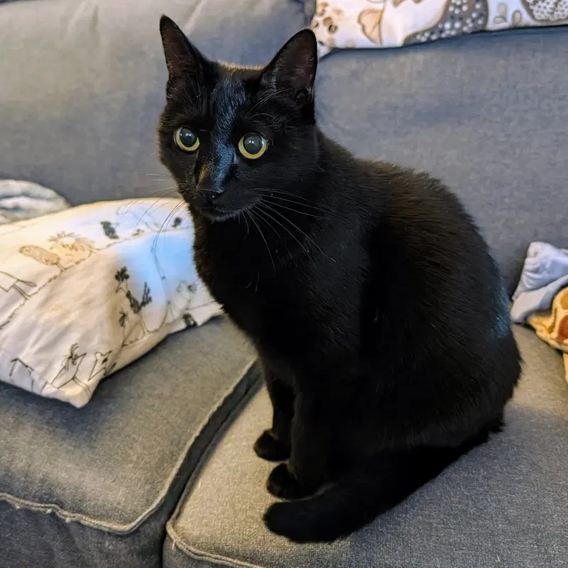 Ebony, photo 3