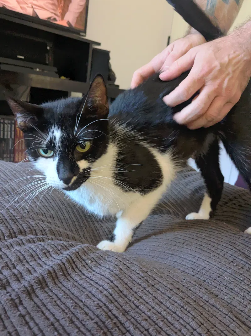 Cafe au Lait, a young female cat up for adoption