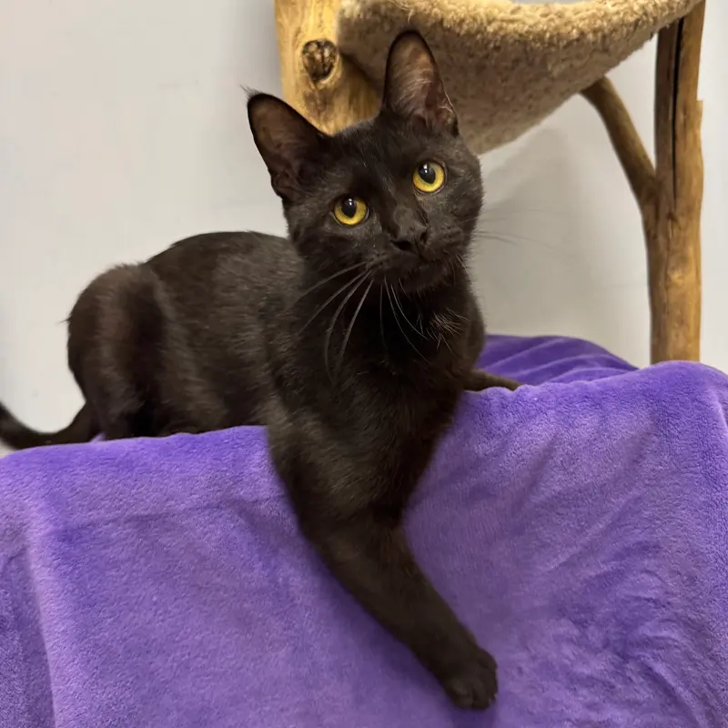 Gotham, a young male cat up for adoption