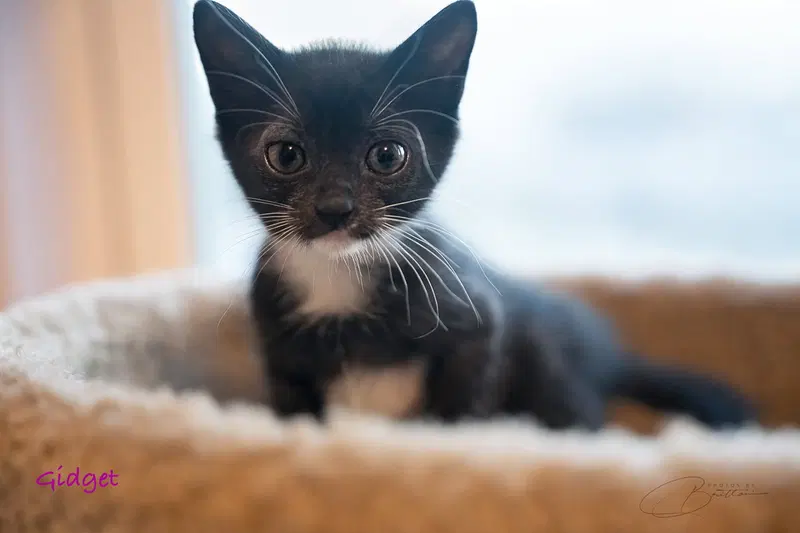 Gidget, a female Tuxedo kitten up for adoption