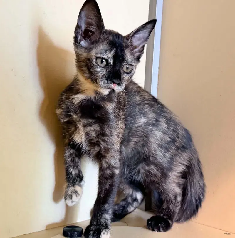 Paris, a female Tortoiseshell kitten up for adoption