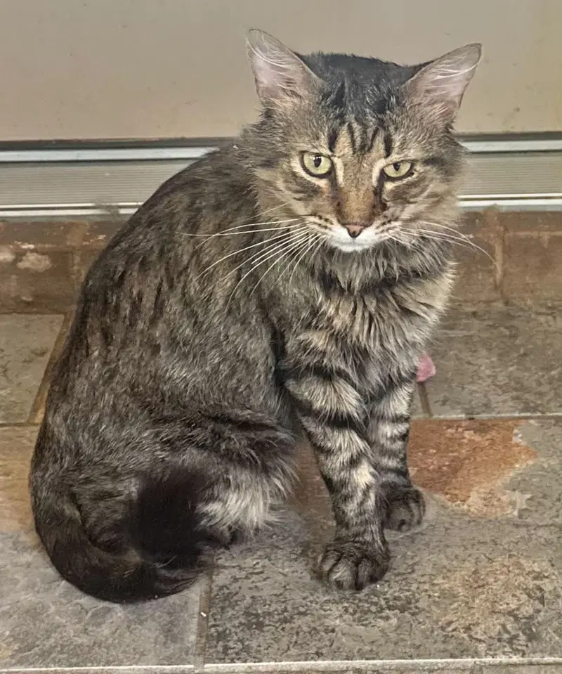 Wall-E, a young male Tabby cat up for adoption