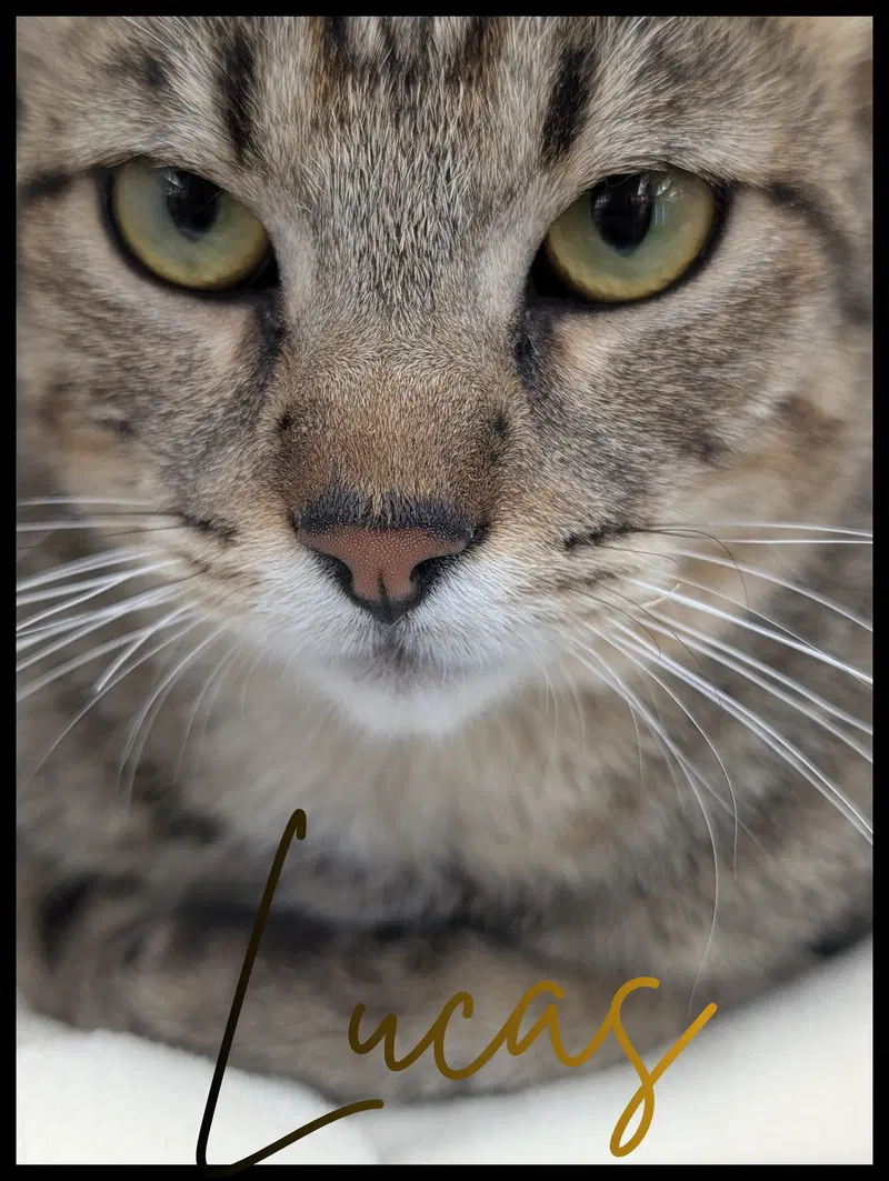 Lucas, an adult male Tabby cat up for adoption