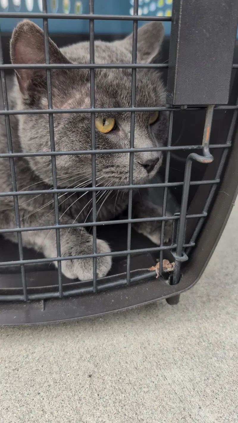 Marmont, an adult male Chartreux cat up for adoption