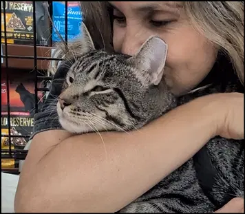 Jebediah, an adult male Tabby cat up for adoption