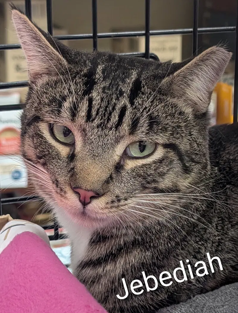 Jebediah, photo 2