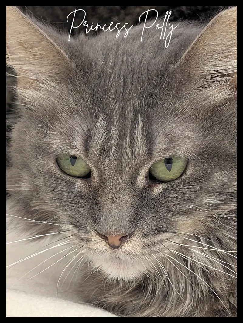 Princess Polly, an adult female Tabby cat up for adoption