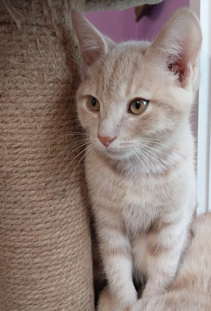 Xanthe IN FOSTER, a male kitten up for adoption