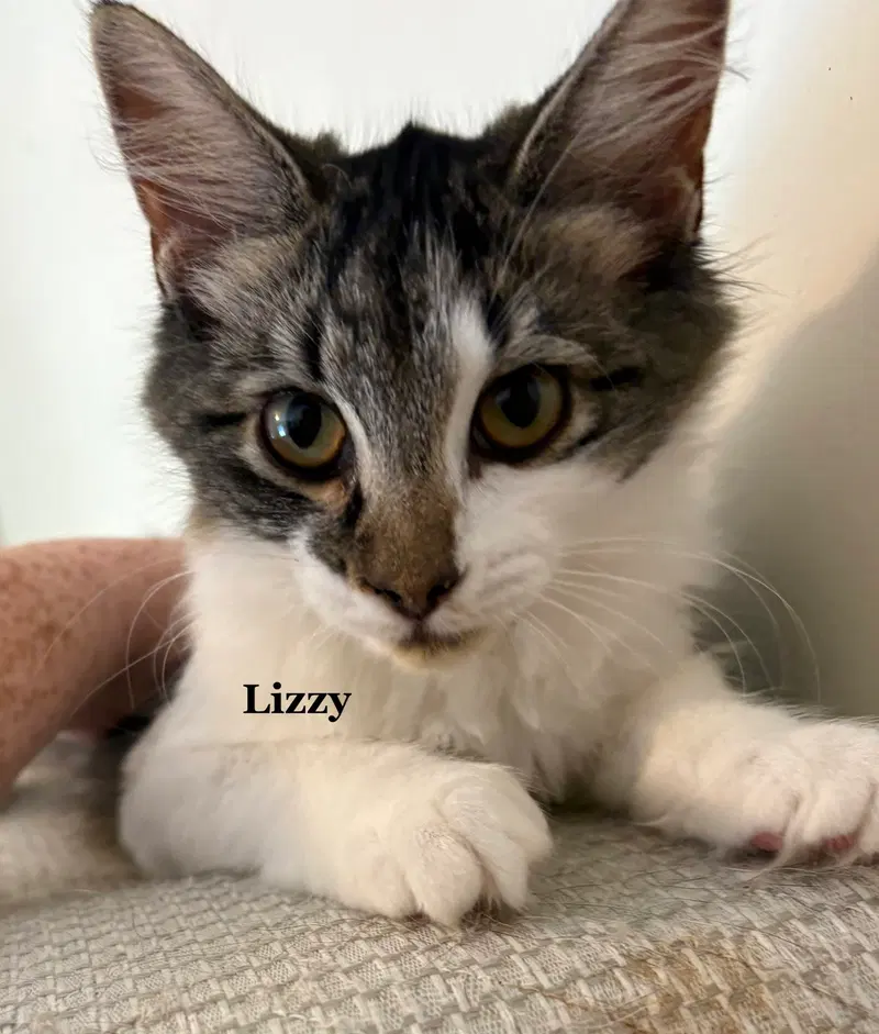 Lizzy, a young female cat up for adoption
