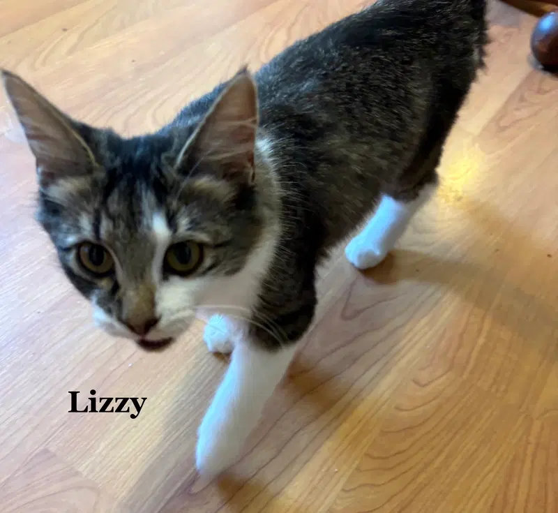 Lizzy, photo 2