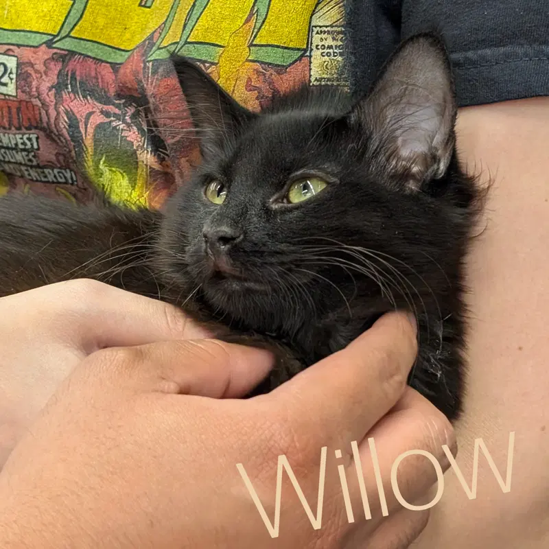 Willow, photo 2
