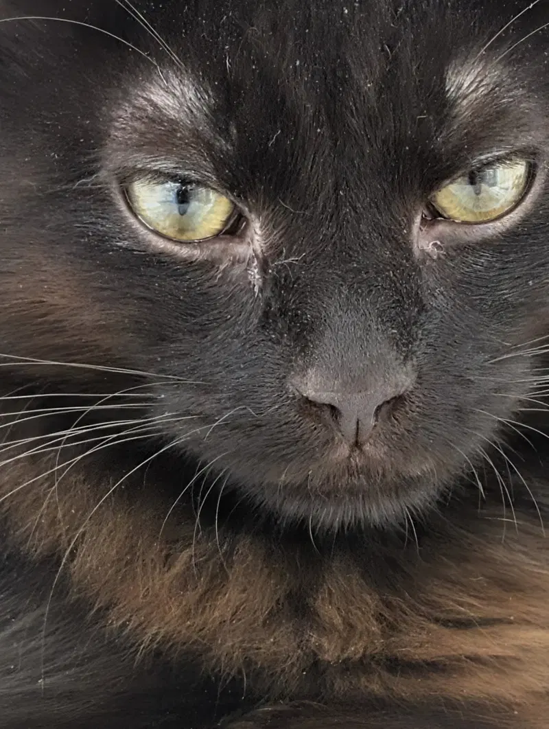 Wizard, a young male cat up for adoption