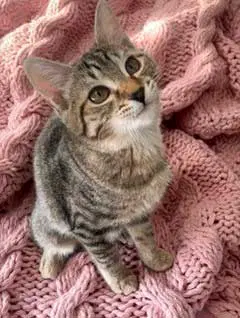 Ms Socks, a female Tabby kitten up for adoption