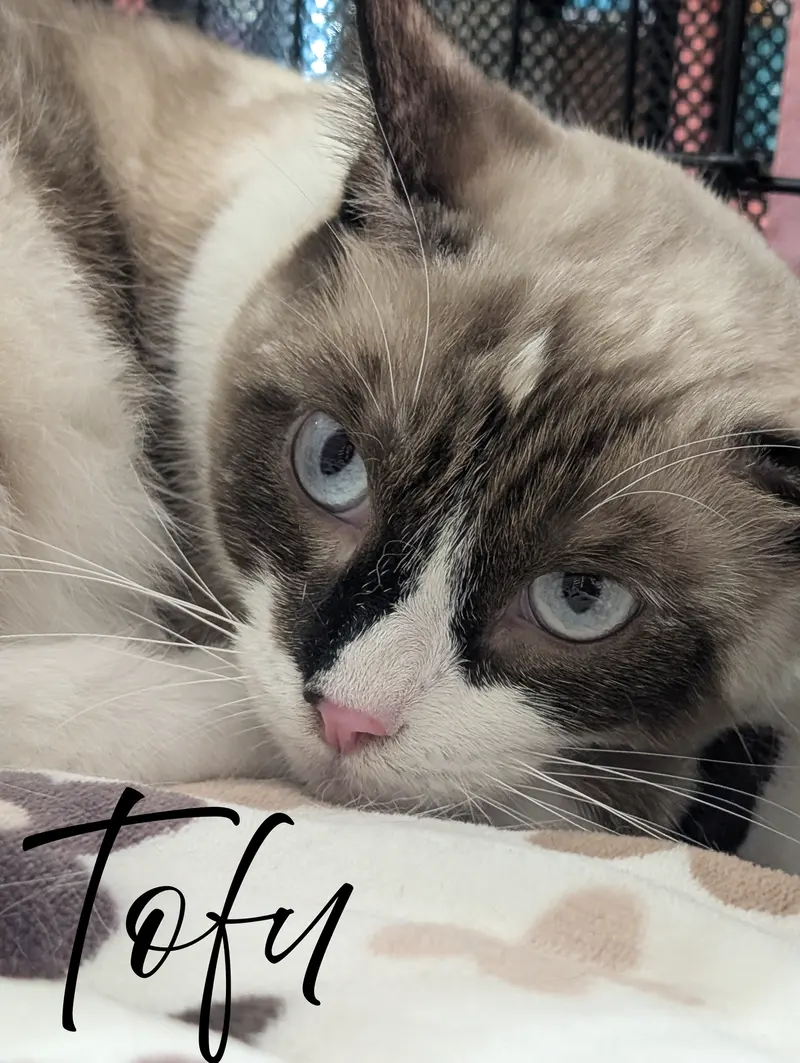 Tofu, a young female Siamese cat up for adoption