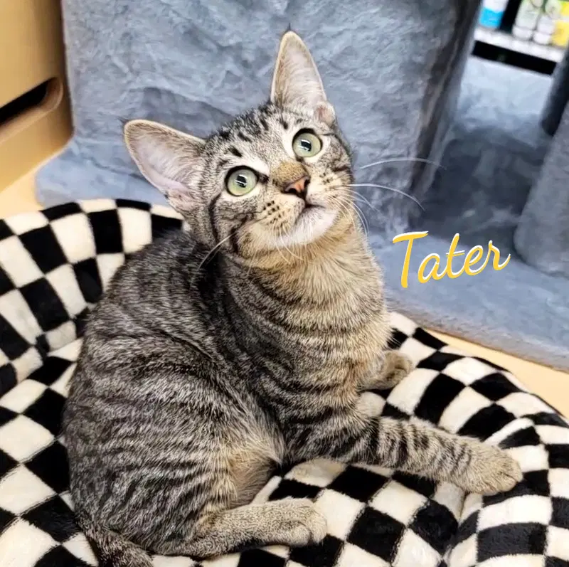 Tater, a male Tabby kitten up for adoption