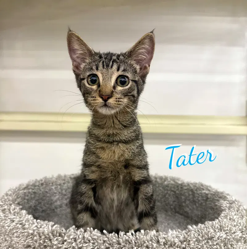 Tater, photo 7