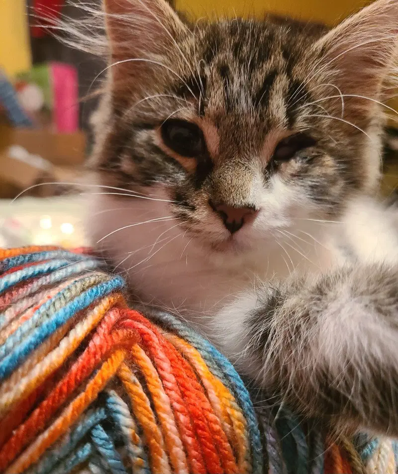 Highway, a female kitten up for adoption