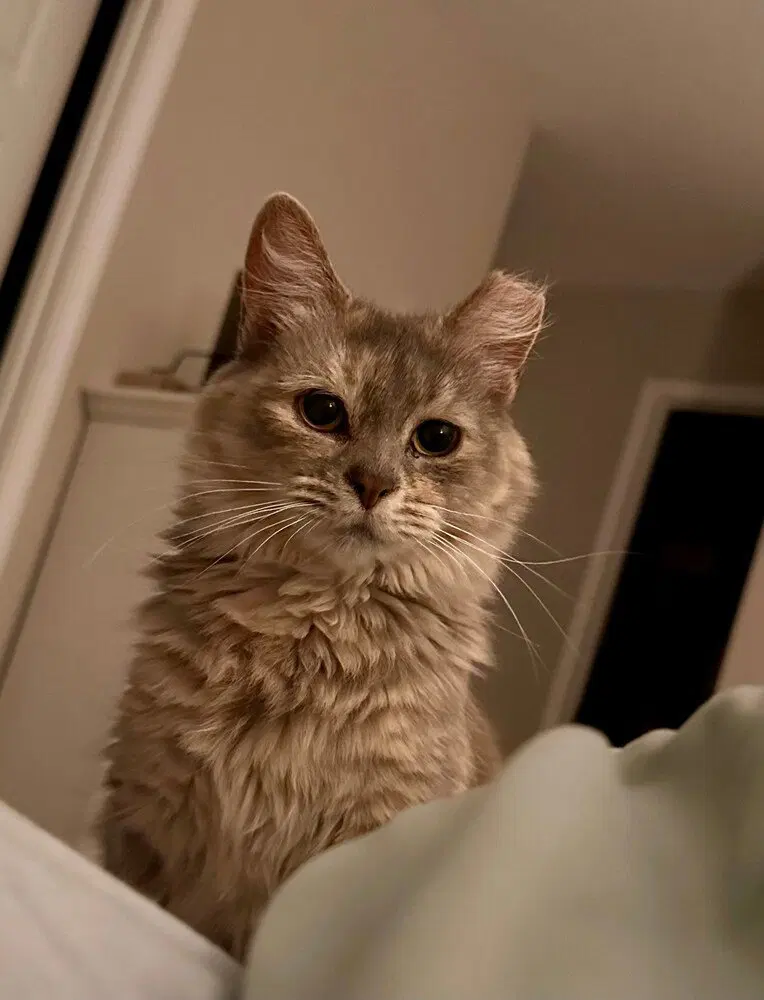 Tatelynn, an adult female cat up for adoption