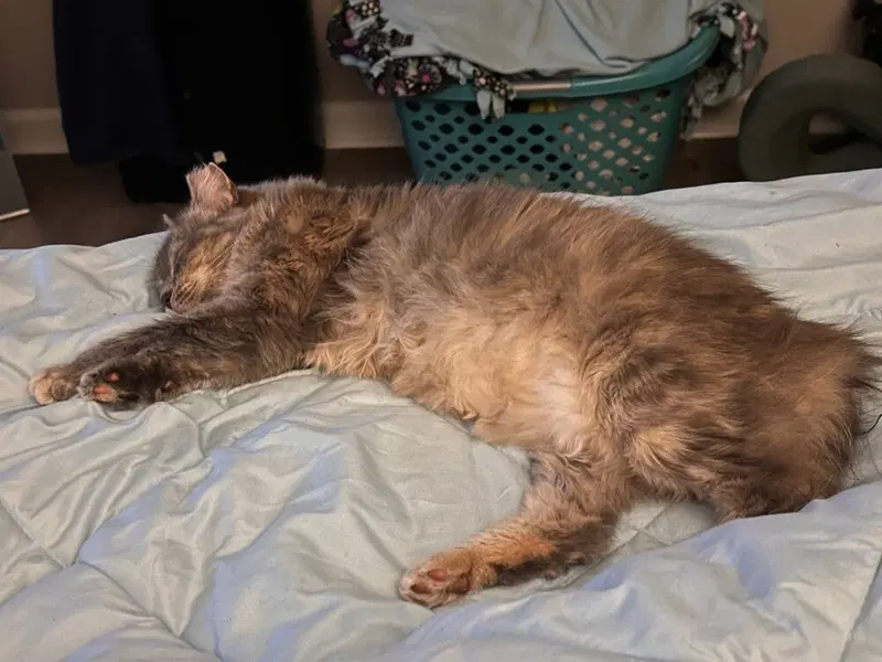 Tatelynn, photo 4